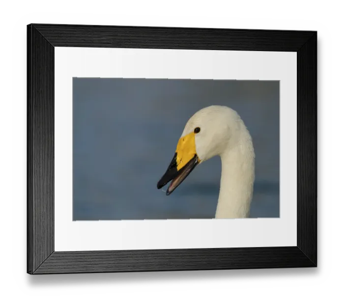 Framed Print : Whooper Swan Portrait