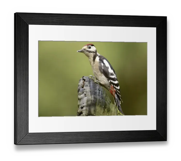 Framed Print : Great spotted woodpecker Framed Print : Great spotted woodpecker