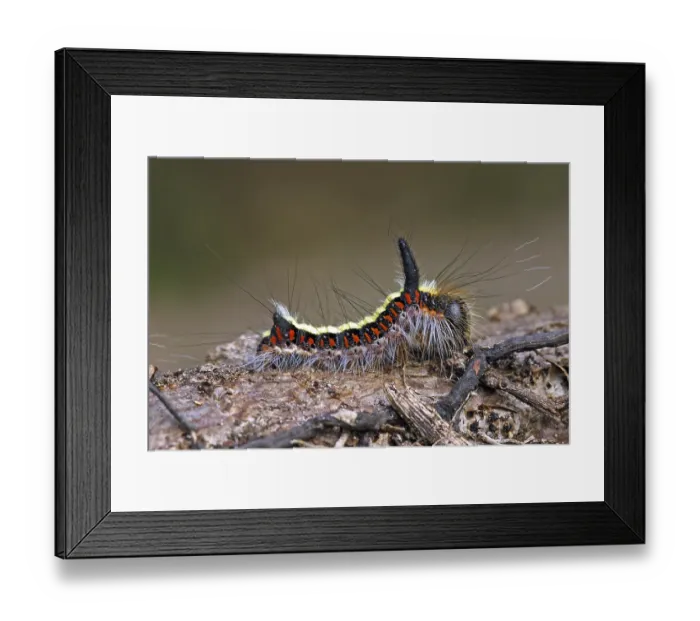 Framed Print : Arrow owl, caterpillar