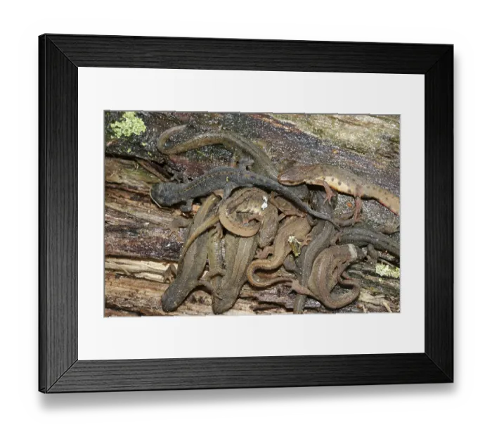 Framed Print : Pond newt (Lissotriton vulgaris) Framed Print : Pond newt (Lissotriton vulgaris)