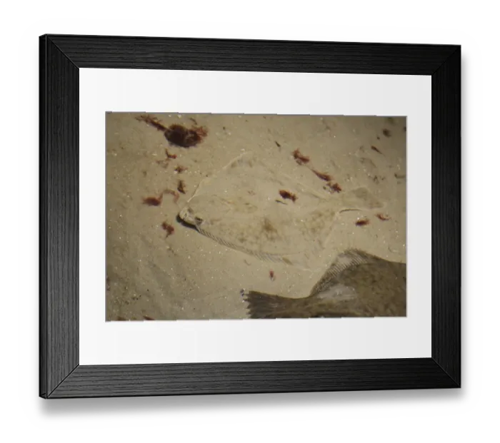 Framed Print : Flounder (Platichthys flesus) Framed Print : Flounder (Platichthys flesus)