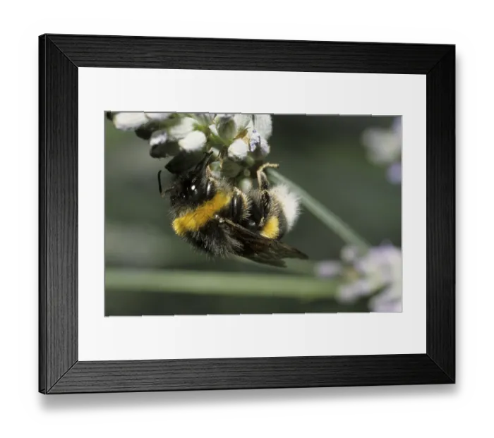 Framed Print : Ground bumblebee (Bombus terrestris) Framed Print : Ground bumblebee (Bombus terrestris)