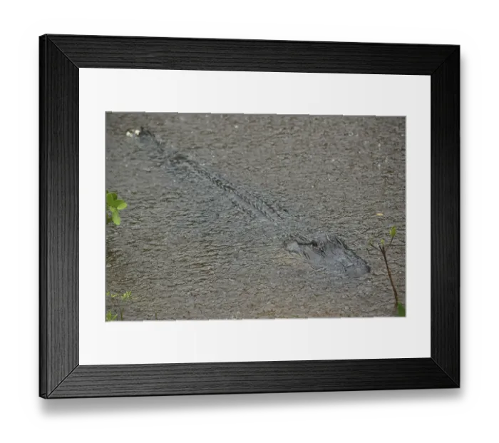 Framed Print : Mississippi alligator (Alligator mississippiensis)