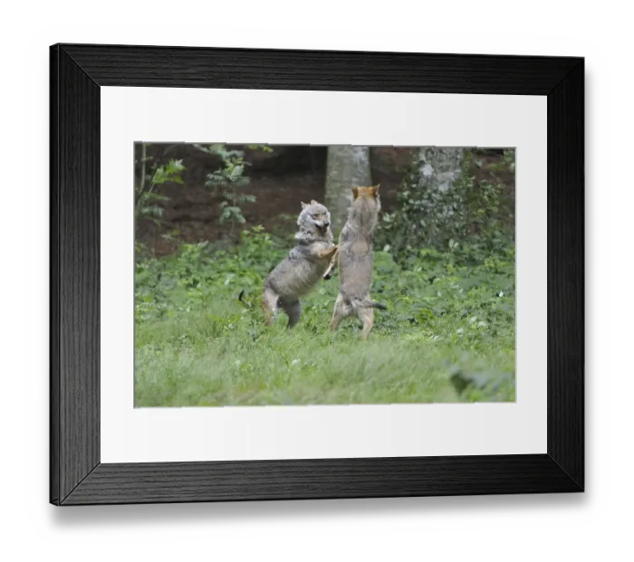 Framed Print : Grey wolf (Canis lupus) Framed Print : Grey wolf (Canis lupus)