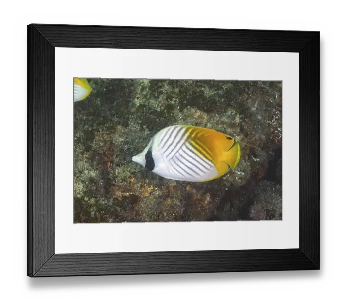 Framed Print : Flag butterflyfish (Chaetodon auriga) Framed Print : Flag butterflyfish (Chaetodon auriga)
