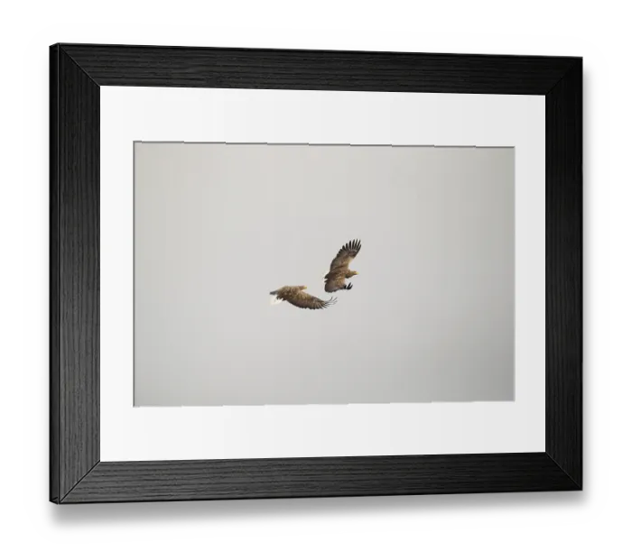 Framed Print : White-tailed eagle (Haliaeetus albicilla) Framed Print : White-tailed eagle (Haliaeetus albicilla)