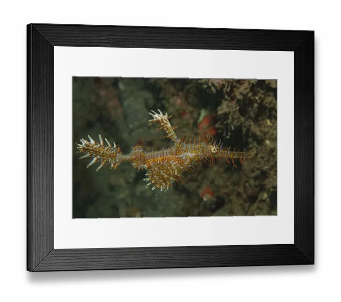 Framed Print : Jewelled Arrowfish (Solenostomus paradoxus)
