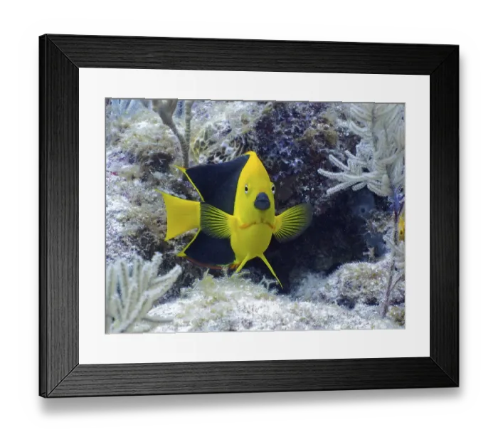 Framed Print : Tricoloured angelfish (Holacanthus tricolor)