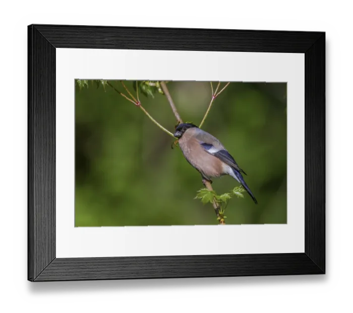 Framed Print : Bullfinch - female (Pyrrhula pyrrhula)