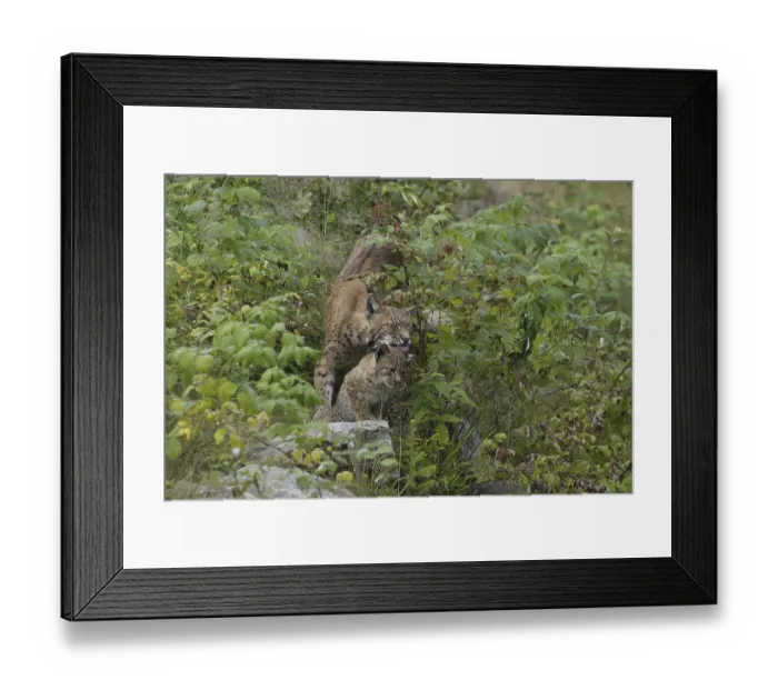 Framed Print : Lynx (Lynx lynx) Framed Print : Lynx (Lynx lynx)