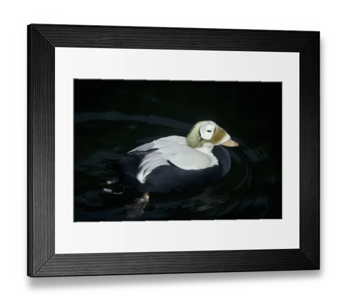 Framed Print : Plush-headed duck (Somateria fischeri) Framed Print : Plush-headed duck (Somateria fischeri)