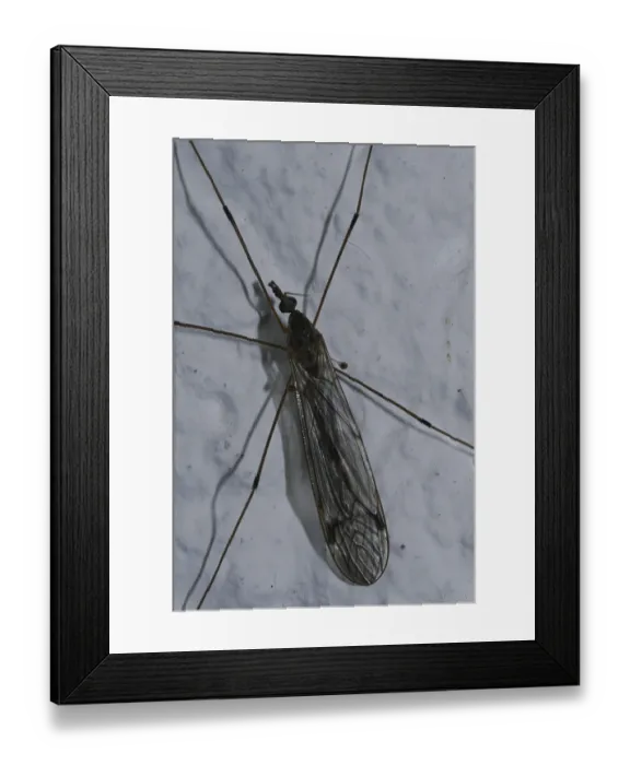 Framed Print : Meadow snake (Tipula paludosa) Framed Print : Meadow snake (Tipula paludosa)