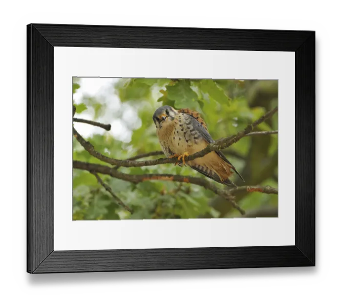 Framed Print : Coloured falcon (Falco sparverius)
