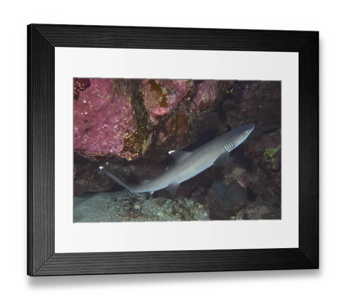 Framed Print : Whitetip reef shark (Triaenodon obesus) Framed Print : Whitetip reef shark (Triaenodon obesus)