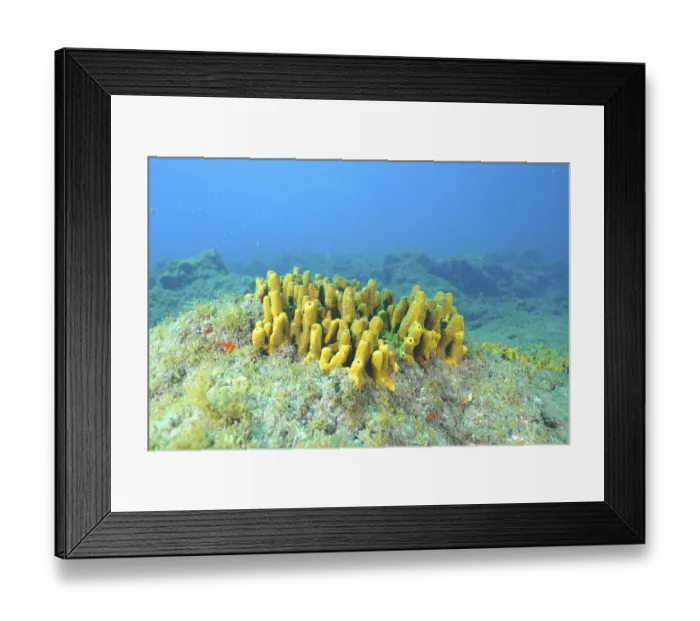 Framed Print : Golden sponge (Aplysina aerophoba) Framed Print : Golden sponge (Aplysina aerophoba)