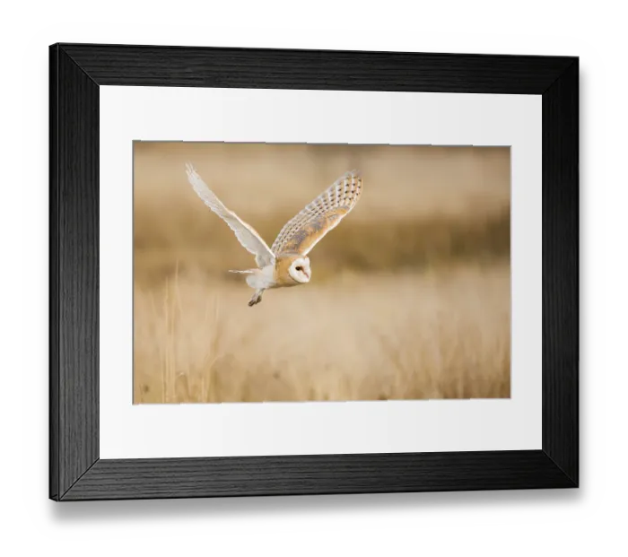 Framed Print : Barn owl (Tyto alba)