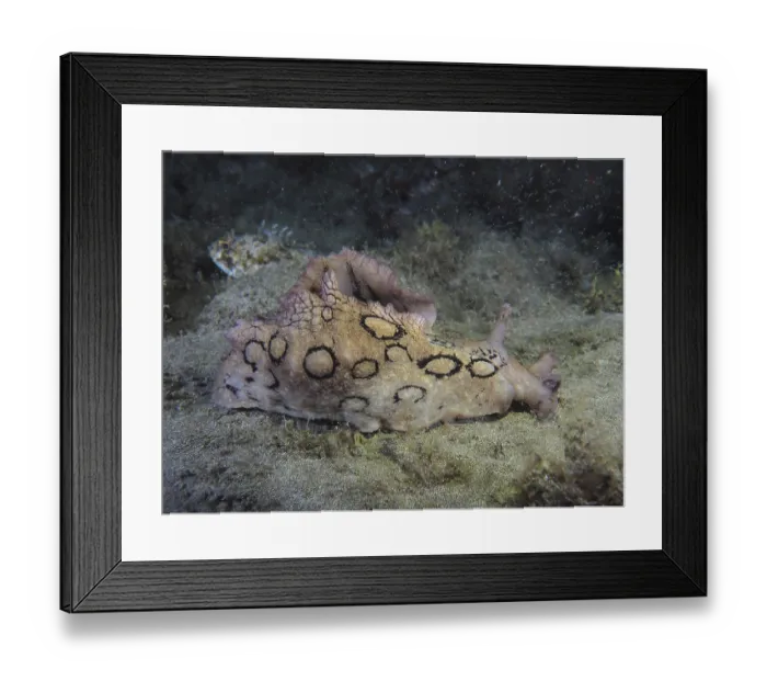 Framed Print : Lesser lumpfish (Aplysia dactylomela)