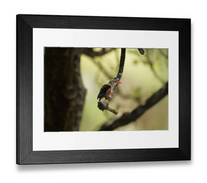 Framed Print : Grey-headed Kingfisher (Halcyon leucocephala) Framed Print : Grey-headed Kingfisher (Halcyon leucocephala)