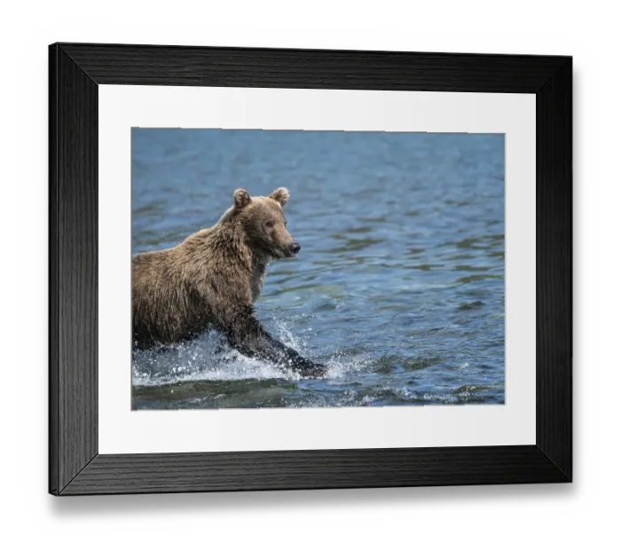Framed Print : Alaskan grizzly bear (Ursus arctos horribilis)