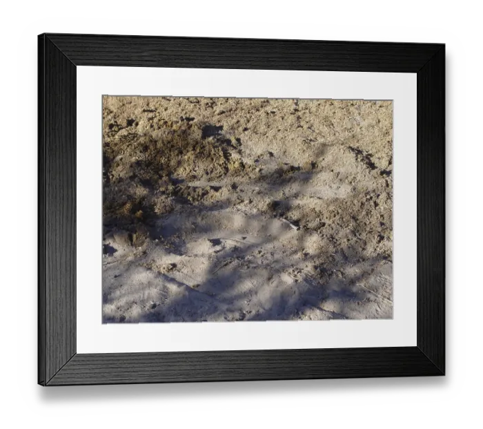 Framed Print : Oryx gazella (Oryx gazella) Framed Print : Oryx gazella (Oryx gazella)