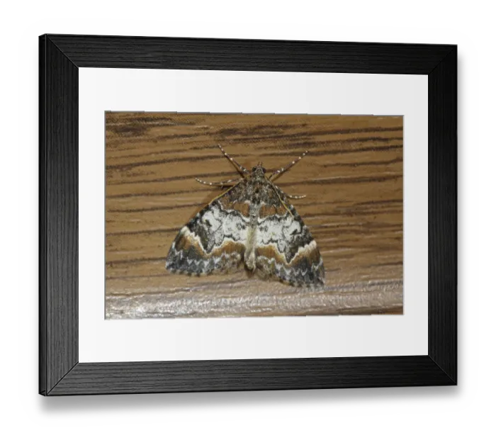 Framed Print : Monk spotted banded moth (Dysstroma truncata) Framed Print : Monk spotted banded moth (Dysstroma truncata)