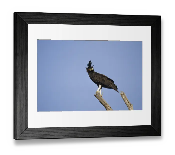 Framed Print : Crested eagle (Spizaetus occipitalis)