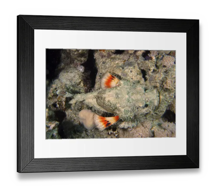 Framed Print : Humpback scorpionfish (Scorpaenopsis diabolus)