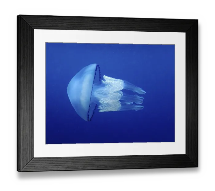 Framed Print : Lung jellyfish (Rhizostoma pulmo)
