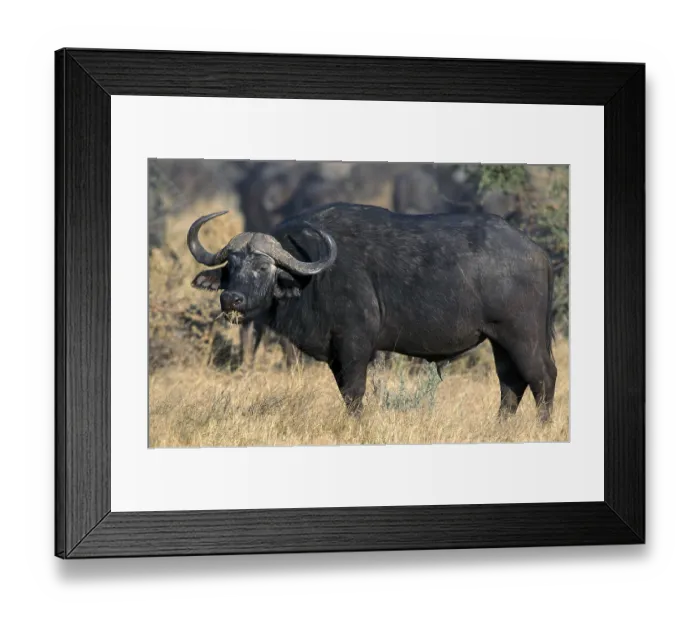Framed Print : Cape buffalo (Syncerus caffer) Framed Print : Cape buffalo (Syncerus caffer)