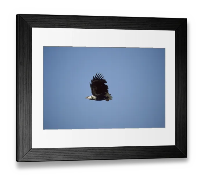 Framed Print : Lesser spotted eagle Imm. (Haliaeetus vocifer) Framed Print : Lesser spotted eagle Imm. (Haliaeetus vocifer)