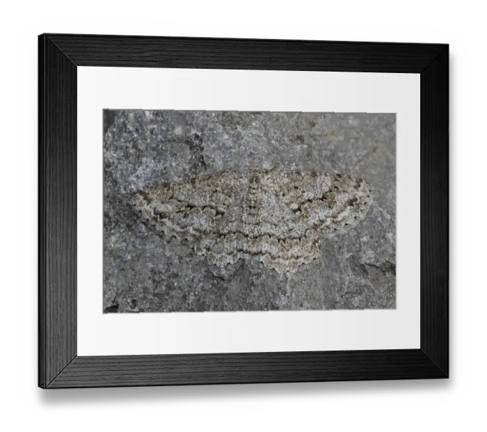 Framed Print : Engrailed (moth) (Ectropis crepuscularia) Framed Print : Engrailed (moth) (Ectropis crepuscularia)