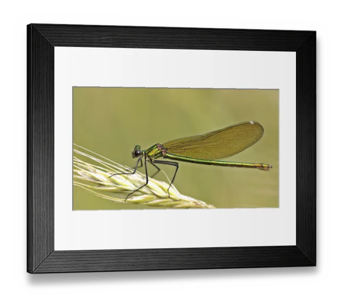 Framed Print : Banded demoiselle (Calopteryx splendens)