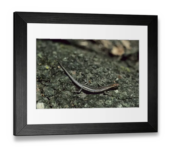 Framed Print : Lizard (Lacertidae)