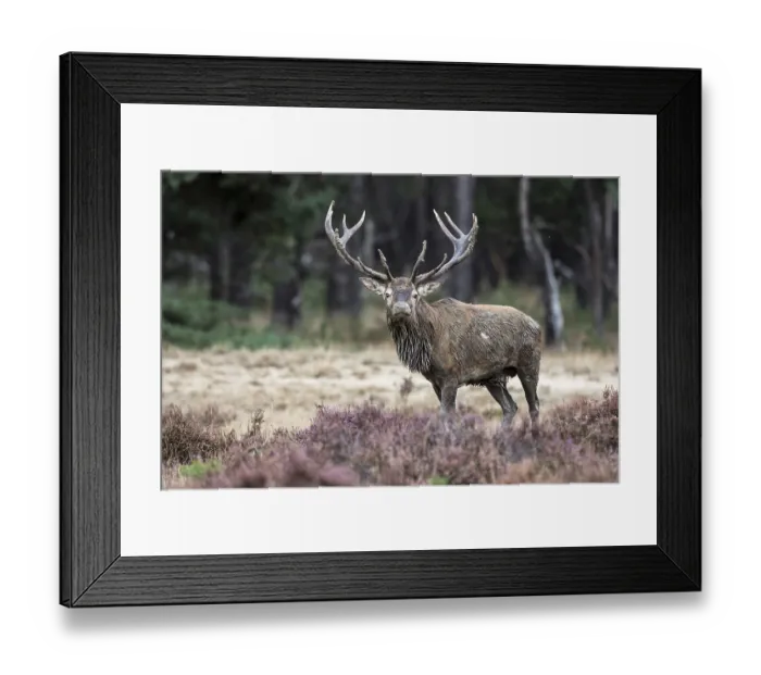 Framed Print : Red deer in the Bronze Age (Cervus elaphus)