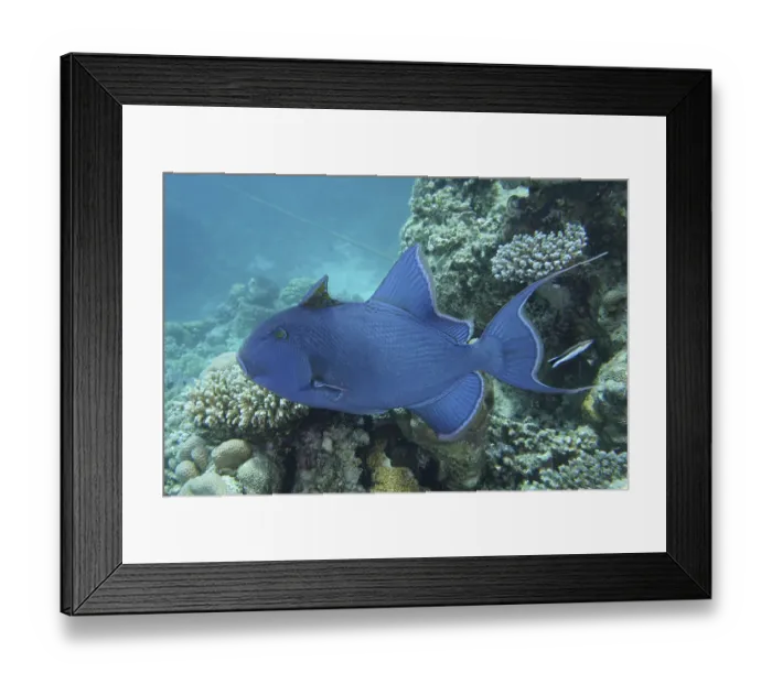 Framed Print : Blue-striped triggerfish (Pseudobalistes fuscus)