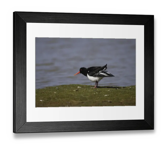 Framed Print : Oystercatcher (Haematopus ostralegus) Framed Print : Oystercatcher (Haematopus ostralegus)