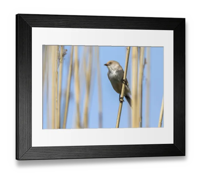 Framed Print : Bearded Tit - female in old reeds (Panurus biarmicus)