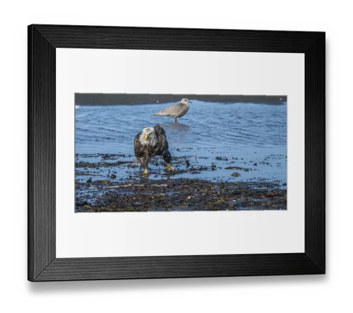 Framed Print : Bald eagle (Haliaeetus leucocephalus) Framed Print : Bald eagle (Haliaeetus leucocephalus)