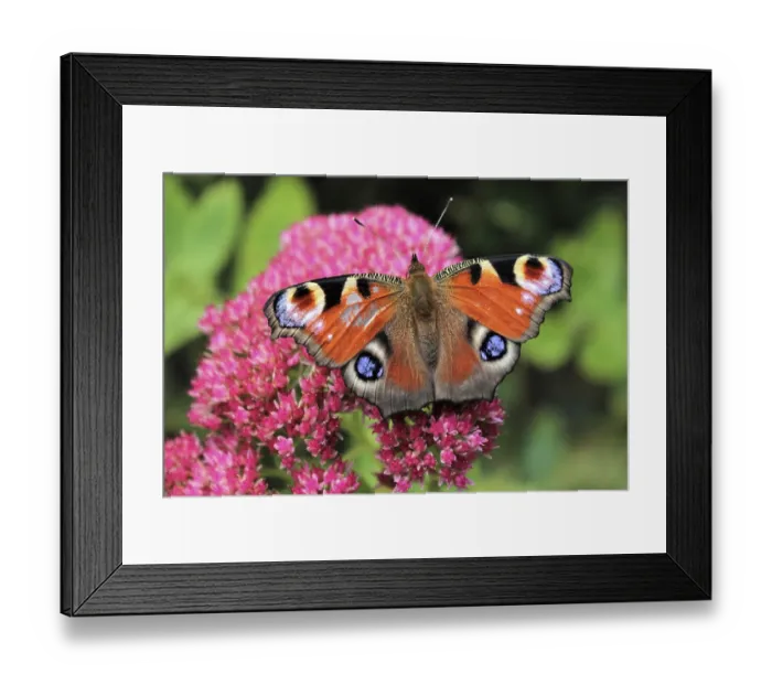 Framed Print : Peacock butterfly (Aglais io)