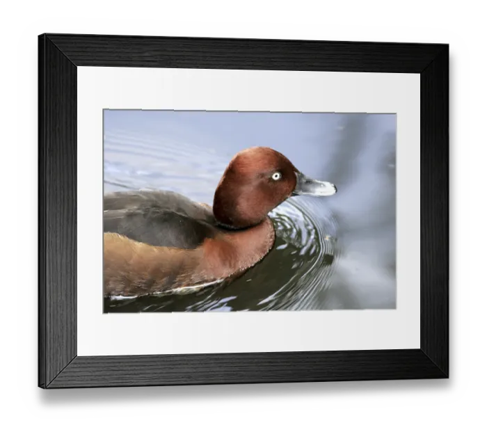 Framed Print : Ferruginous Duck (Aythya nyroca)