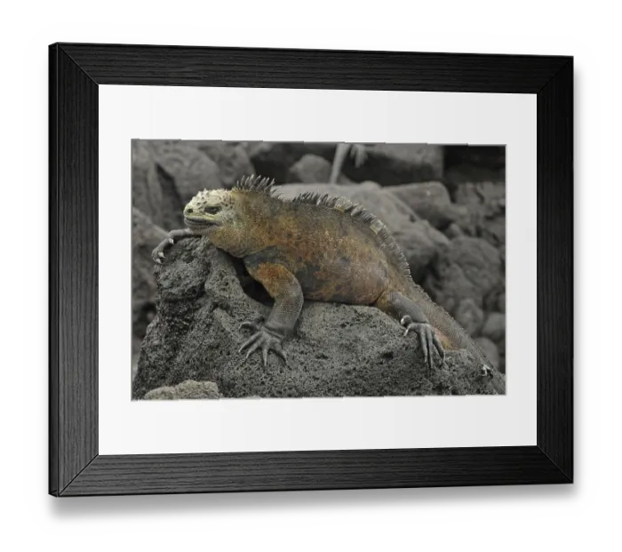 Framed Print : Marine lizard (Amblyrhynchus cristatus)