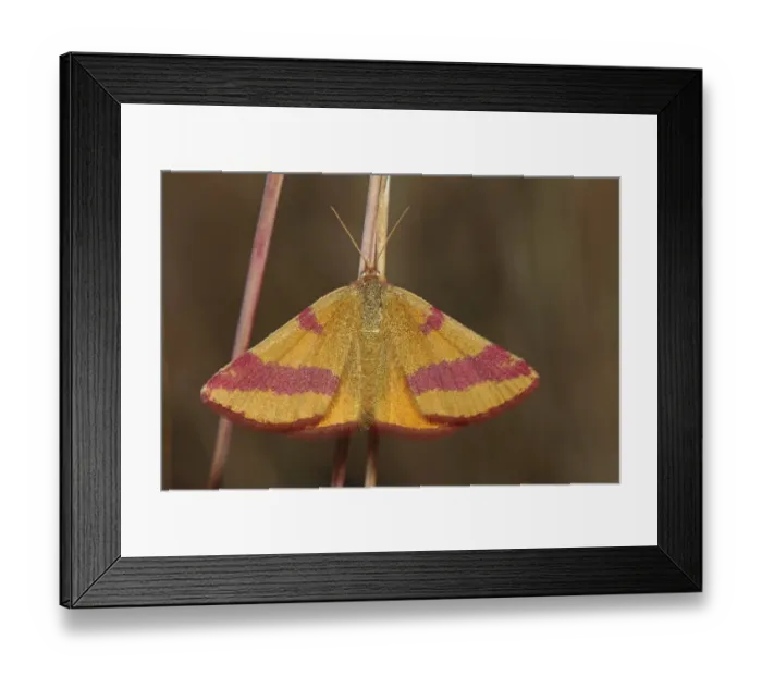 Framed Print : Dock purple moth (Lythria cruentaria)