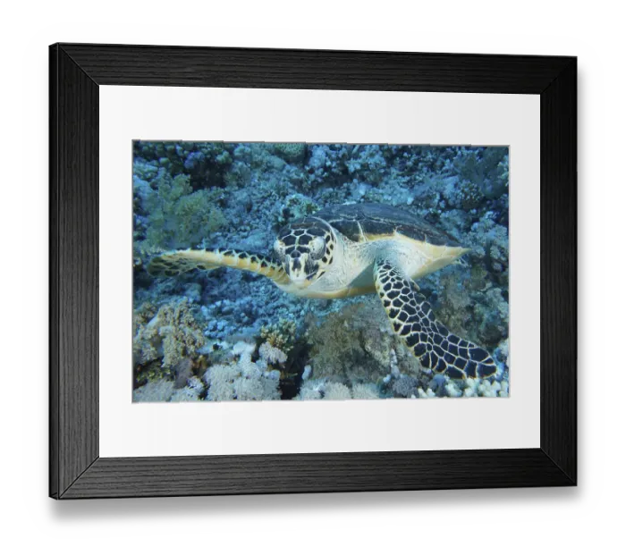 Framed Print : Hawksbill sea turtle (Eretmochelys imbricata) Framed Print : Hawksbill sea turtle (Eretmochelys imbricata)