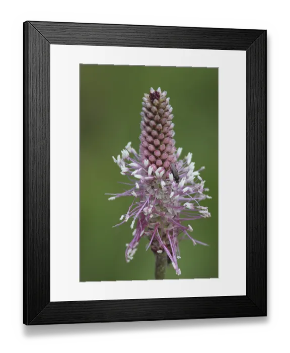 Framed Print : Hoary Plantain (Plantago media) Framed Print : Hoary Plantain (Plantago media)