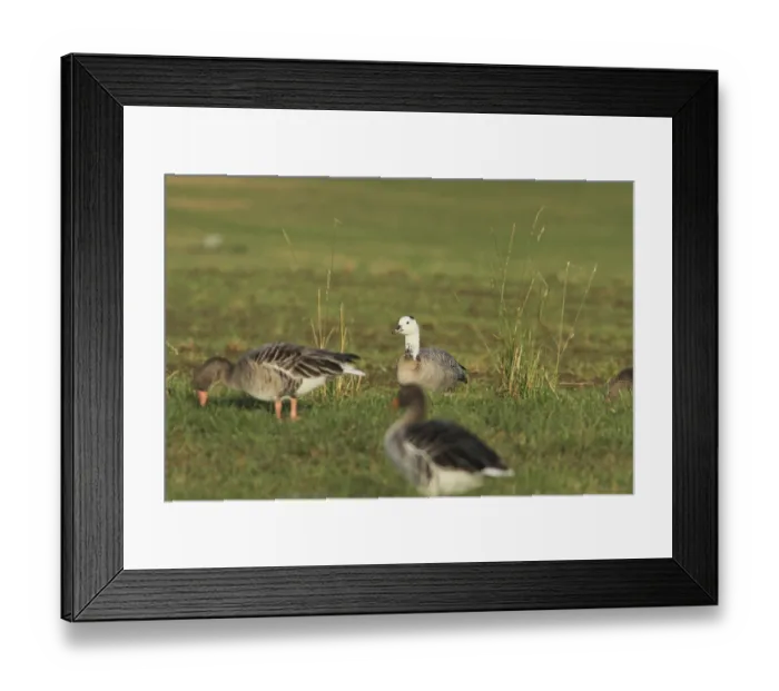Framed Print : Hybrid (anser anser X anser indicus)