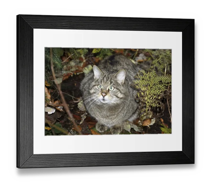 Framed Print : Wildcat (Felis silvestris) Framed Print : Wildcat (Felis silvestris)