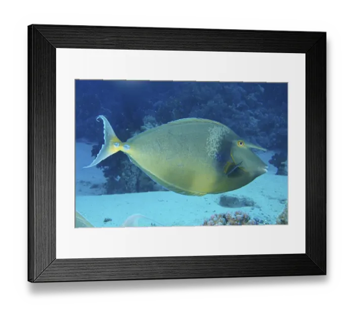 Framed Print : Shortnose surgeonfish (Naso unicornis)