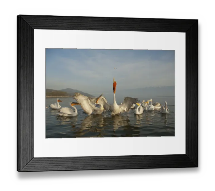 Framed Print : Dalmatian pelicans (Pelecanus crispus)