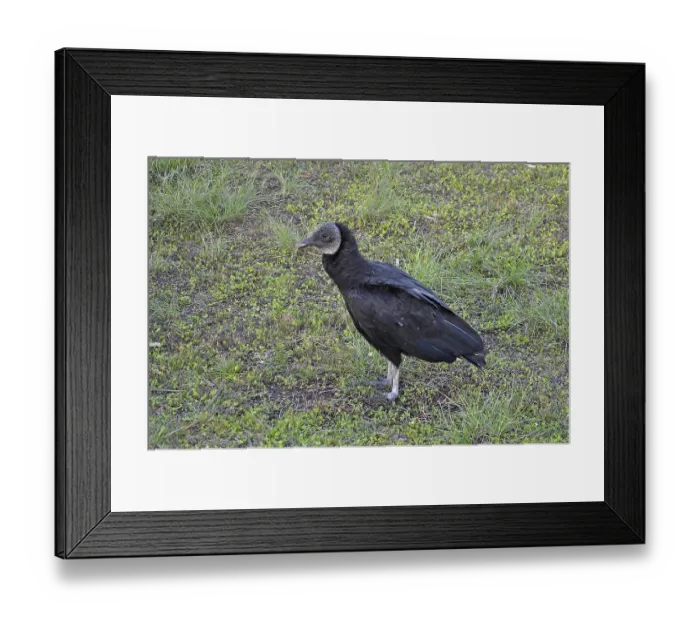 Framed Print : Turkey vulture (Coragyps atratus) Framed Print : Turkey vulture (Coragyps atratus)