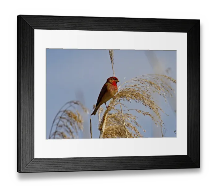 Framed Print : Carmine Finch (Carpodacus erythrinus) Framed Print : Carmine Finch (Carpodacus erythrinus)